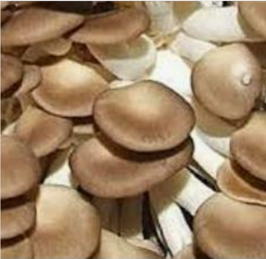 Meod Pocket Oyster (200g)-豪香菇