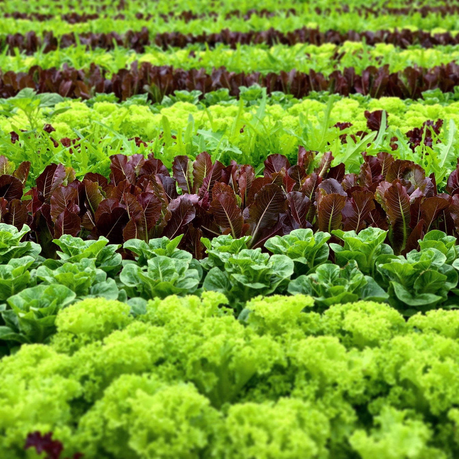 Lettuces Salads (Pesticide Free by Meod Farm)