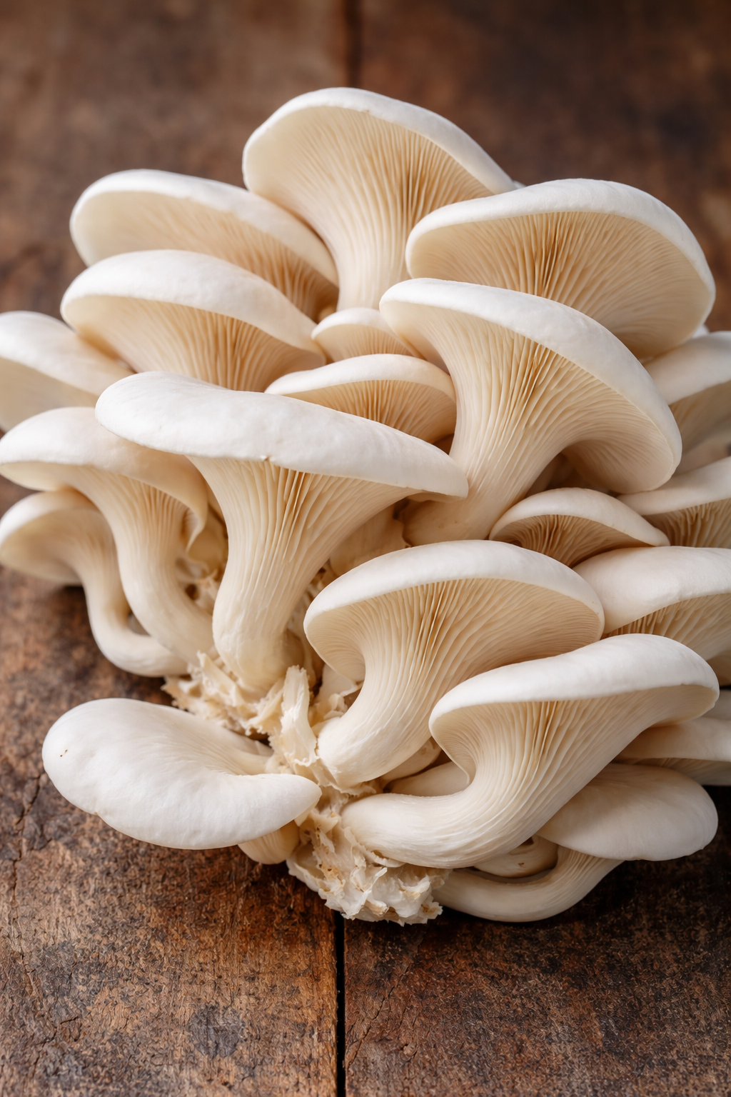 Meod White Oyster Mushrooms(200g) - 平菇