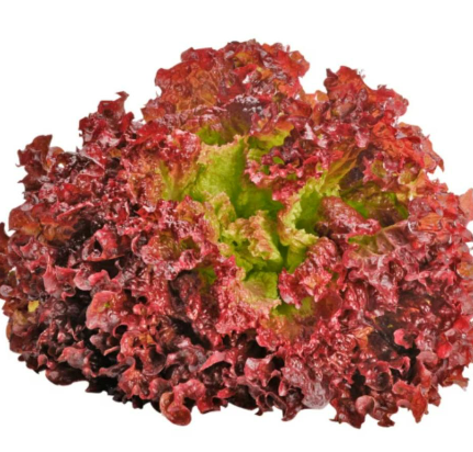 Meod Lollo Rossa (150g)-沙拉生菜