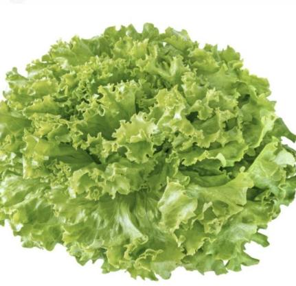 Meod Green Coral (150g)-沙拉生菜