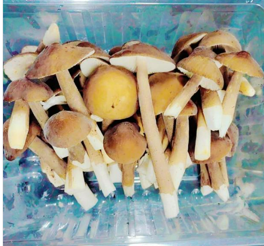 Meod Porcelain Queen Mushroom- 200g Premium香菇