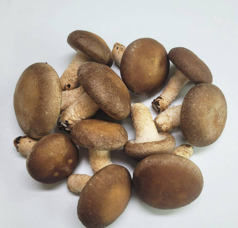 Meod Normal Shiitake(150g)-香菇