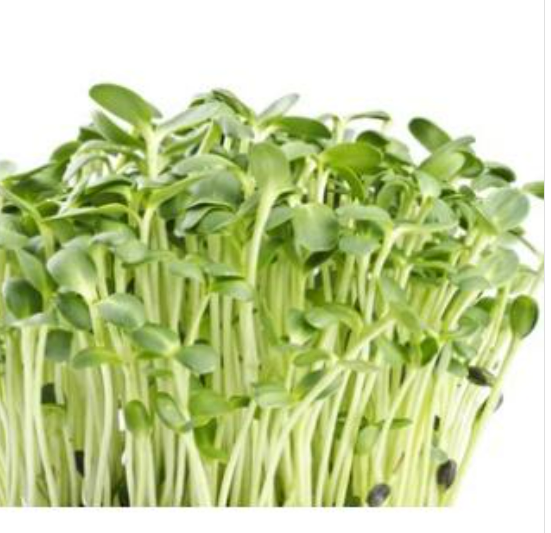 Organic Sunflower Sprouts - 葵花苗 - 200 g