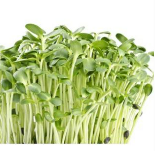 Organic Sunflower Sprouts - 葵花苗 - 200 g